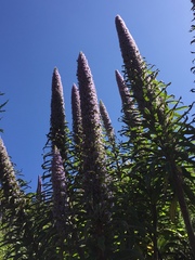 Echium pininana