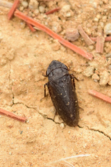 Aphrodinae
