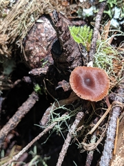 Cortinarius acutus