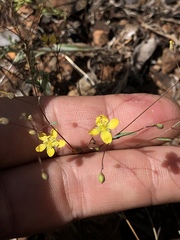 Linoideae
