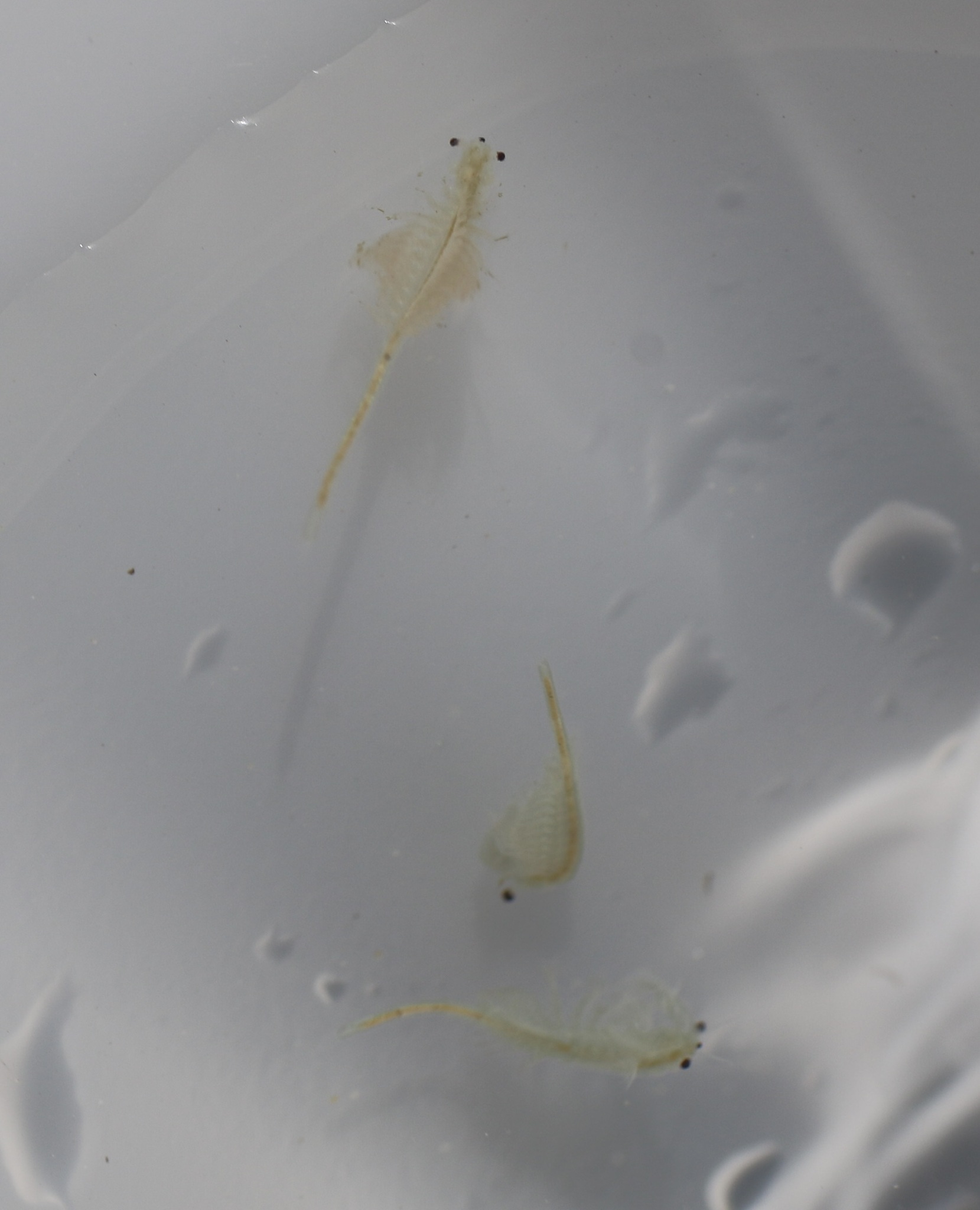 Artemia monica Verrill, 1869