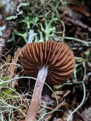Cortinarius acutus