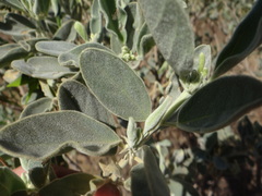 Crotalaria cunninghamii