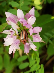 Disonycha punctigera