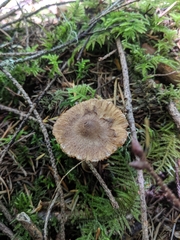 Inocybe lacera