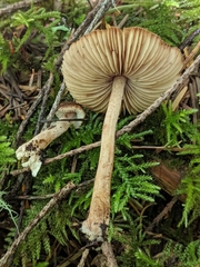Inocybe lacera