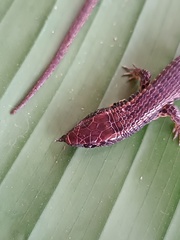 Peracca's Largescale Lizard photo 2