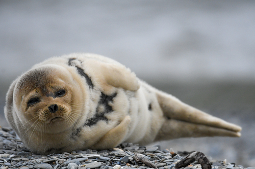 Spotted Seal photographed in Alaska
