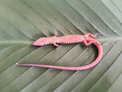 Peracca's Largescale Lizard photo 3