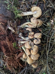 Cudonia monticola