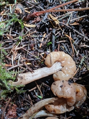 Cudonia monticola