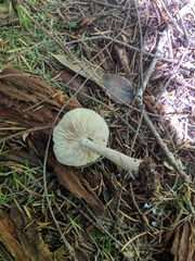 Pluteus pellitus
