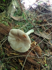 Pluteus pellitus