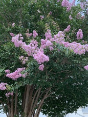 Lagerstroemia indica
