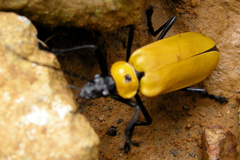 Chauliognathus heros
