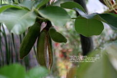 Jatropha malacophylla