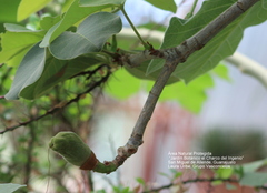 Jatropha malacophylla