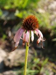 Echinacea simulata