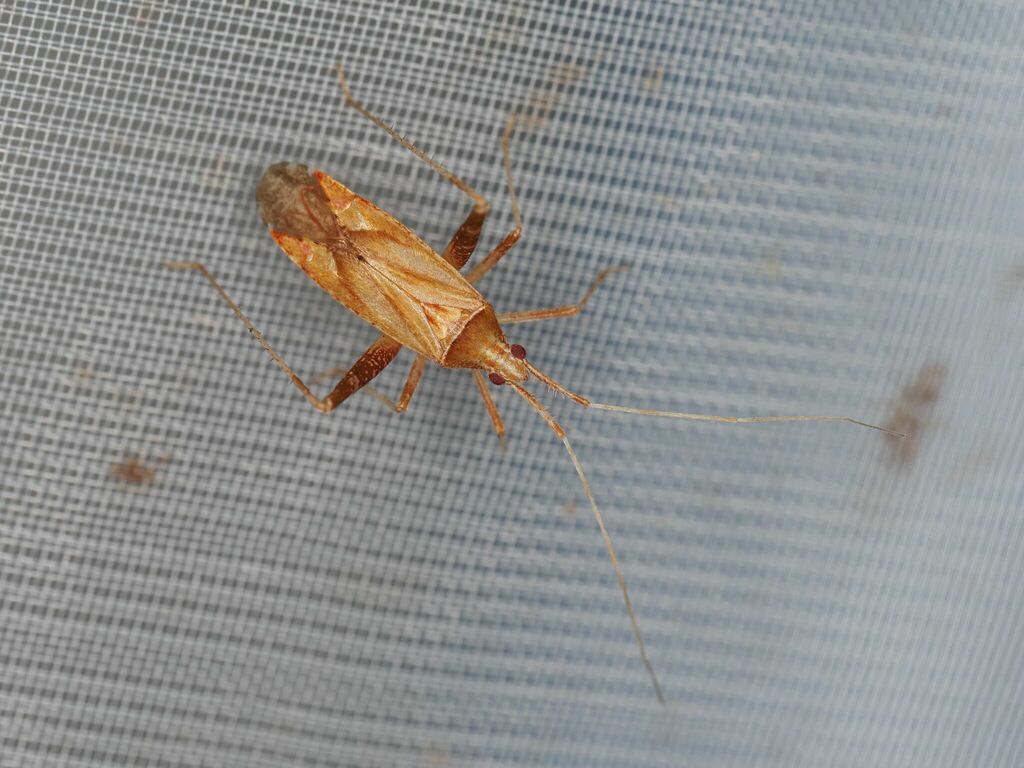 Phytocoris austriacus