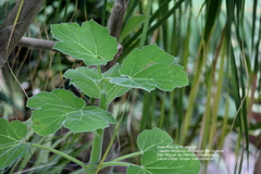 Jatropha malacophylla
