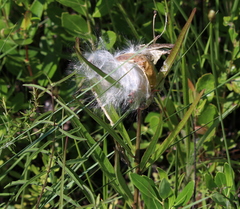 Asclepias longifolia