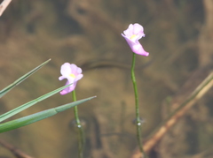Utricularia resupinata