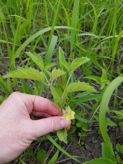 Physalis virginiana