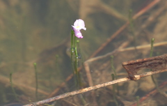 Utricularia resupinata