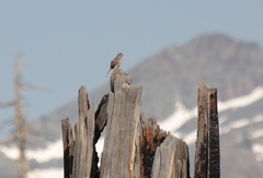 Passerella iliaca monoensis