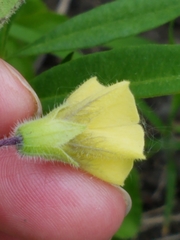 Physalis virginiana