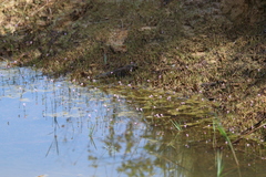 Utricularia resupinata