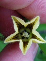 Physalis virginiana