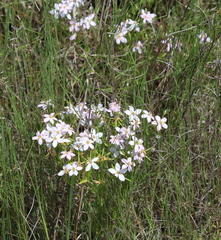 Sabatia brachiata