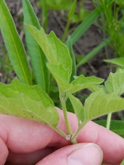 Physalis virginiana