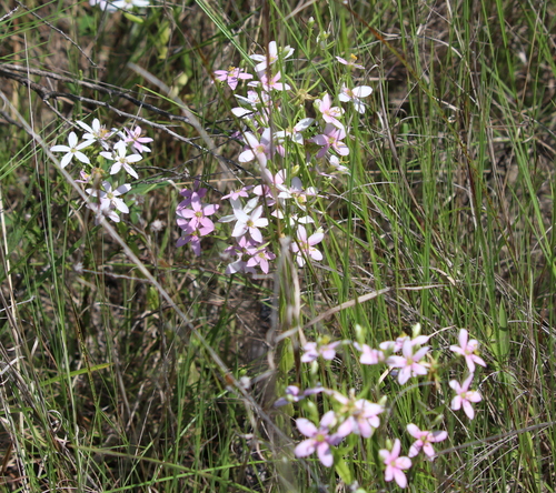 Image of Sabatia brachiata by (c) Lauren McLaurin, some rights reserved (CC BY)