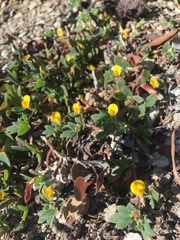 Acmispon wrangelianus