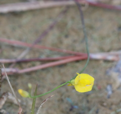 Utricularia juncea