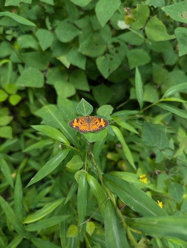 Pearl Crescent photographed in Kentucky