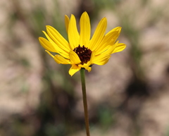 Helianthus heterophyllus