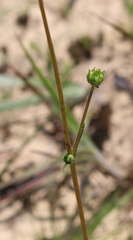 Helianthus heterophyllus