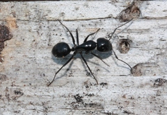 Camponotus laevissimus