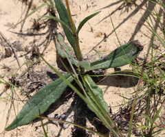 Helianthus heterophyllus