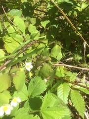 Fragaria × ananassa