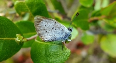 Tharsalea epixanthe