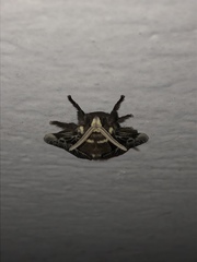 Megalopyge albicollis superba