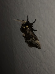 Megalopyge albicollis superba