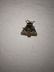Megalopyge albicollis superba