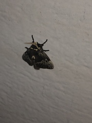 Megalopyge albicollis superba