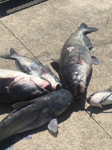 Ictalurus furcatus