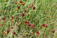 Helenium flexuosum